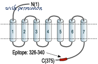 Alomone Labs ANR-024 image 2