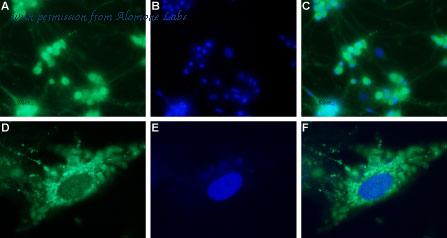 Alomone Labs ANR-024 image 3