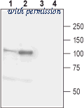 Alomone Labs ANR-035 image 1