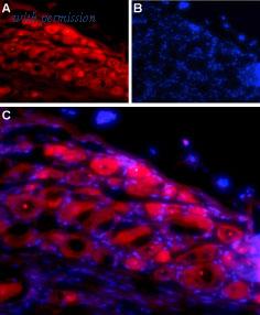 Alomone Labs ANR-035 image 2