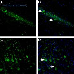 Alomone Labs ANR-035 image 3
