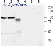 Alomone Labs ANR-036 image 1