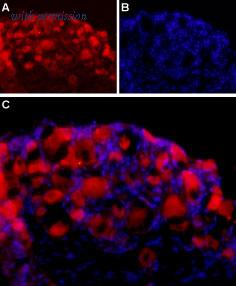 Alomone Labs ANR-036 image 2