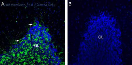 Alomone Labs ANR-037 image 2