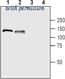 Alomone Labs ANR-063 image 1