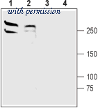Alomone Labs ANR-102 image 1