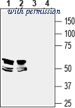 Alomone Labs ANR-141 image 1