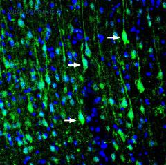 Alomone Labs ANR-141 image 2