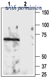 Alomone Labs ANT-008 image 1
