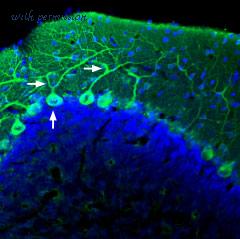 Alomone Labs ANT-008 image 3