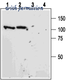 Alomone Labs ANT-009 image 1