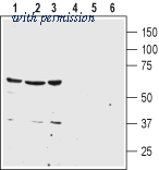 Alomone Labs ANT-015 image 1