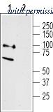 Alomone Labs ANT-016 image 1