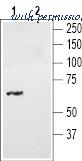 Alomone Labs ANT-016 image 3