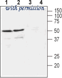 Alomone Labs ANT-024 image 1