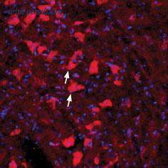 Alomone Labs ANT-024 image 2