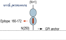 Alomone Labs ANT-024 image 3