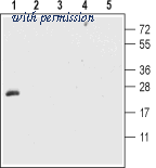 Alomone Labs ANT-031 image 1