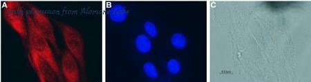 Alomone Labs ANT-031 image 3