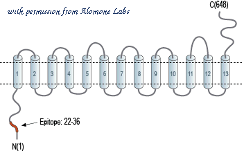 Alomone Labs ANT-061 image 2