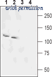 Alomone Labs ANT-076 image 1