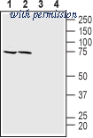 Alomone Labs ANT-081 image 1
