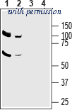 Alomone Labs ANT-082 image 1