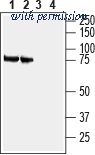 Alomone Labs ANT-100 image 1