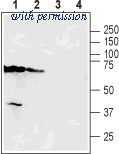 Alomone Labs ANT-132 image 1