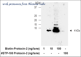Alomone Labs ANT-132 image 3