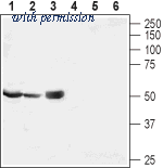 Alomone Labs ANT-148 image 1
