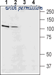 Alomone Labs ANX-005 image 1