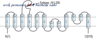 Alomone Labs ANX-005 image 3