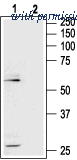 Alomone Labs AOR-011 image 1