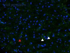 Alomone Labs AOR-011 image 2