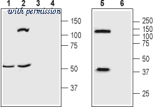 Alomone Labs AOR-012 image 1