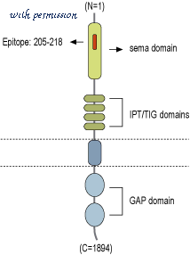 Alomone Labs AOR-012 image 2