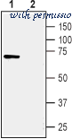Alomone Labs AOR-012 image 3