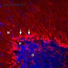 Alomone Labs APC-004-AO image 1