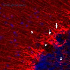 Alomone Labs APC-004-AO image 3