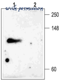 Alomone Labs APC-019 image 2