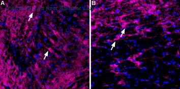 Alomone Labs APC-023-FR image 1