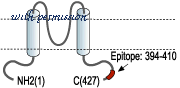 Alomone Labs APC-026 image 2