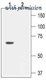 Alomone Labs APC-028 image 1