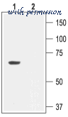 Alomone Labs APC-028 image 3