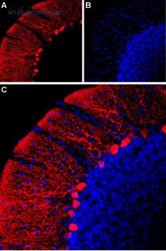 Alomone Labs APC-030-AR image 2