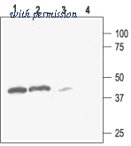 Alomone Labs APC-032 image 1