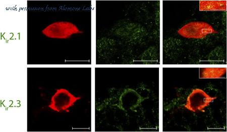 Alomone Labs APC-032 image 3