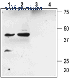 Alomone Labs APC-034 image 1