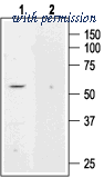 Alomone Labs APC-037 image 1